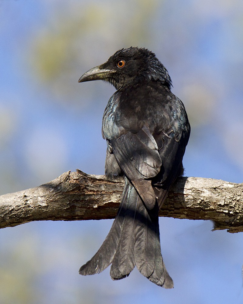 Spangled Drongo - ML109535981