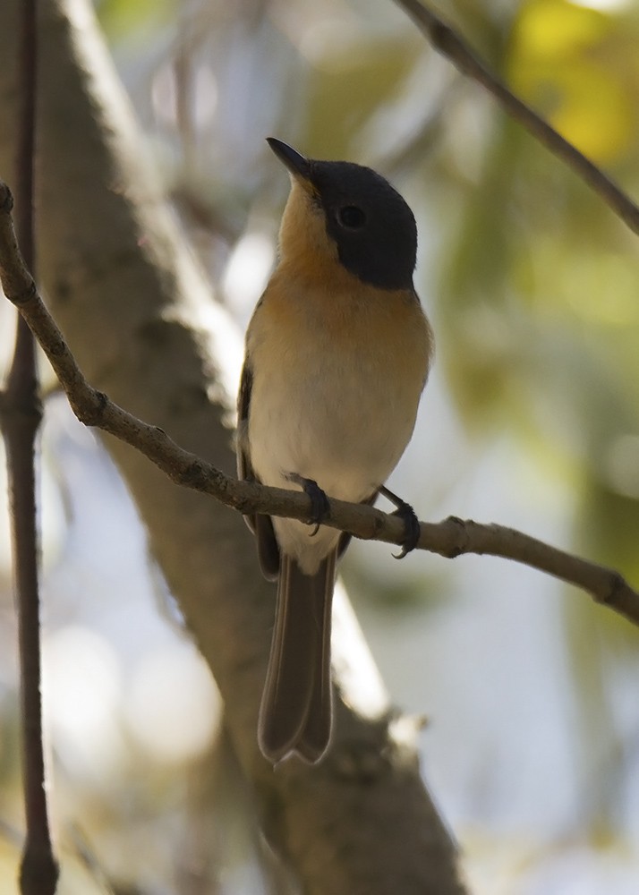 Leaden Flycatcher - ML109536031