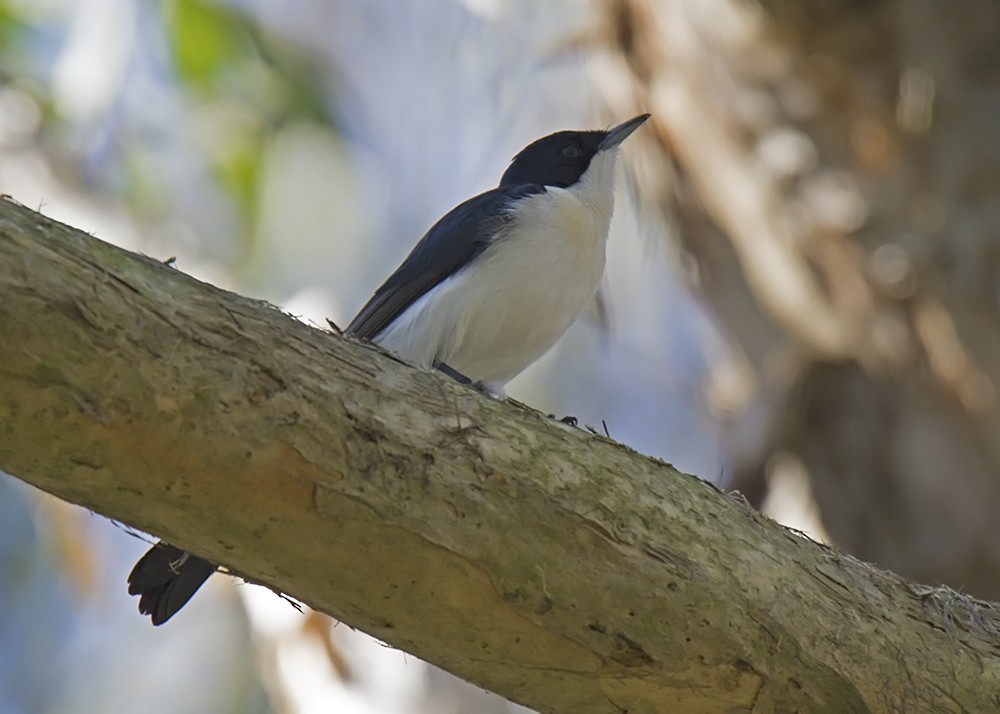 Restless Flycatcher - ML109536081