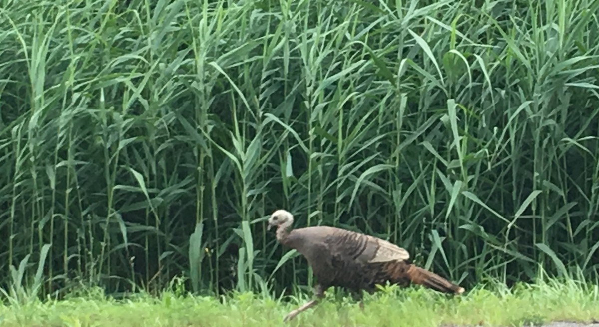 Wild Turkey - ML109537591