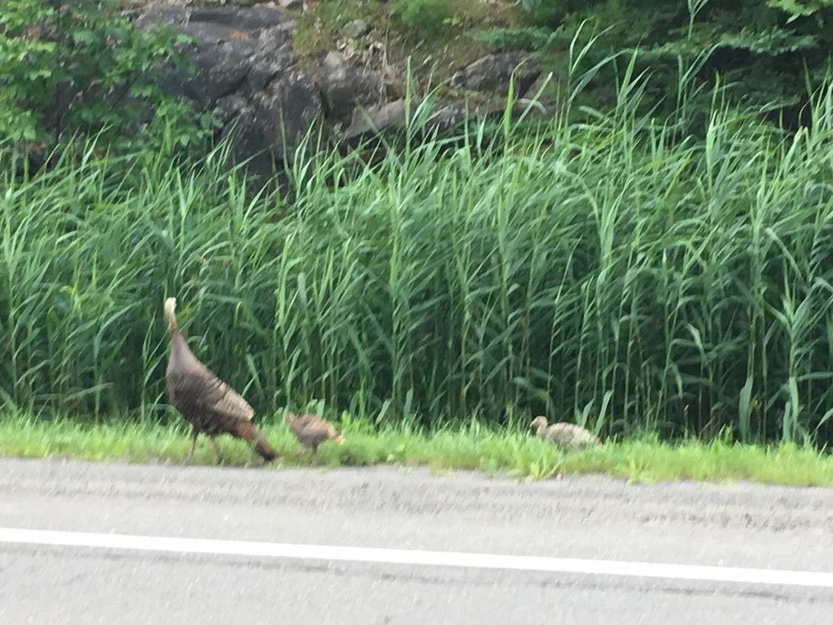 Wild Turkey - ML109537601