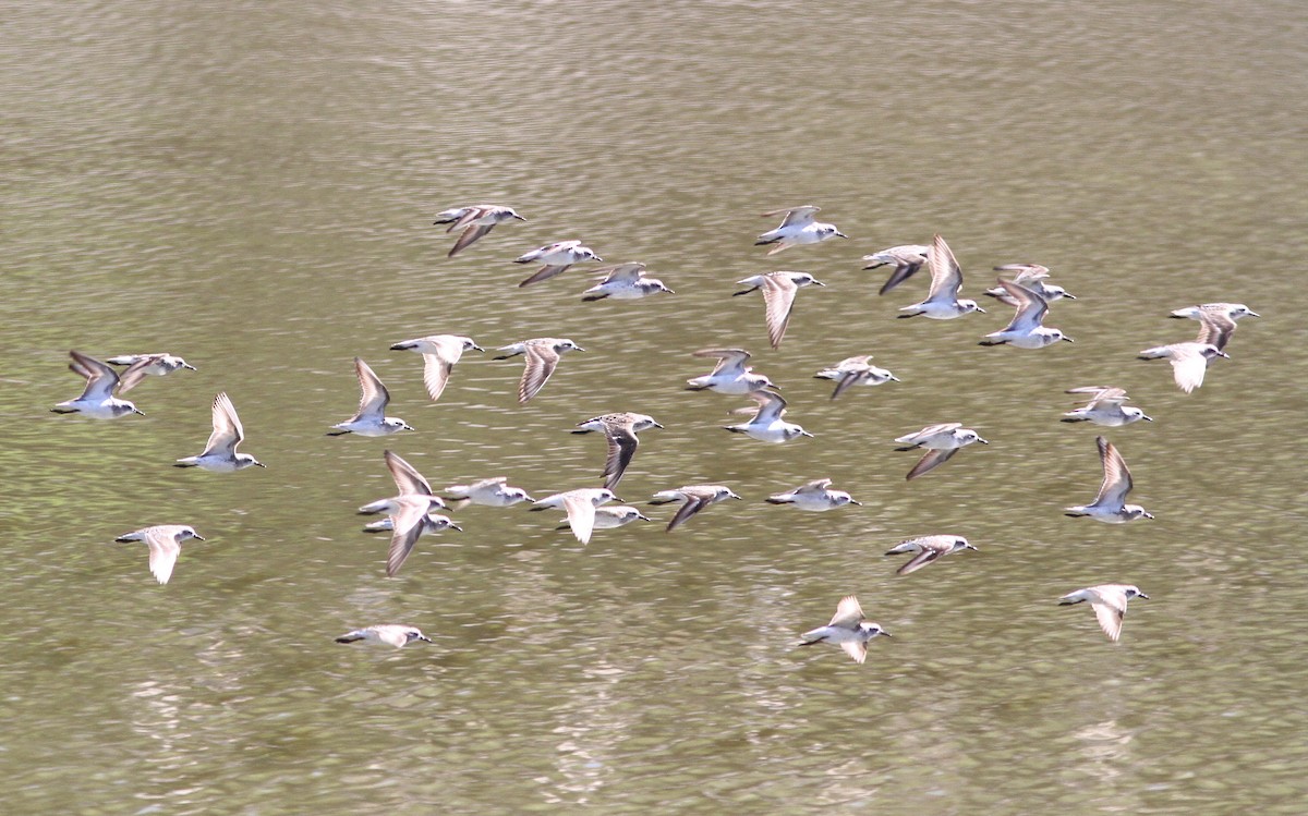 Semipalmated Sandpiper - ML109538961