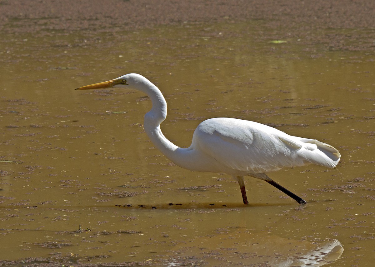 Great Egret - ML109539521