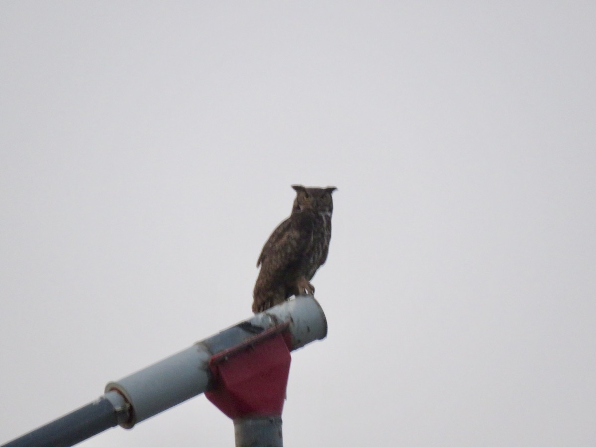 Great Horned Owl - ML109539921
