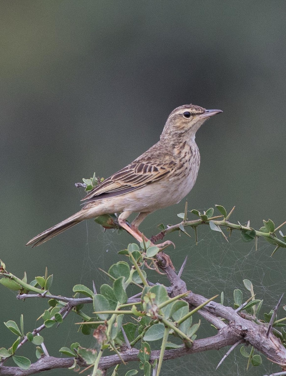 Long-billed Pipit - ML109540681