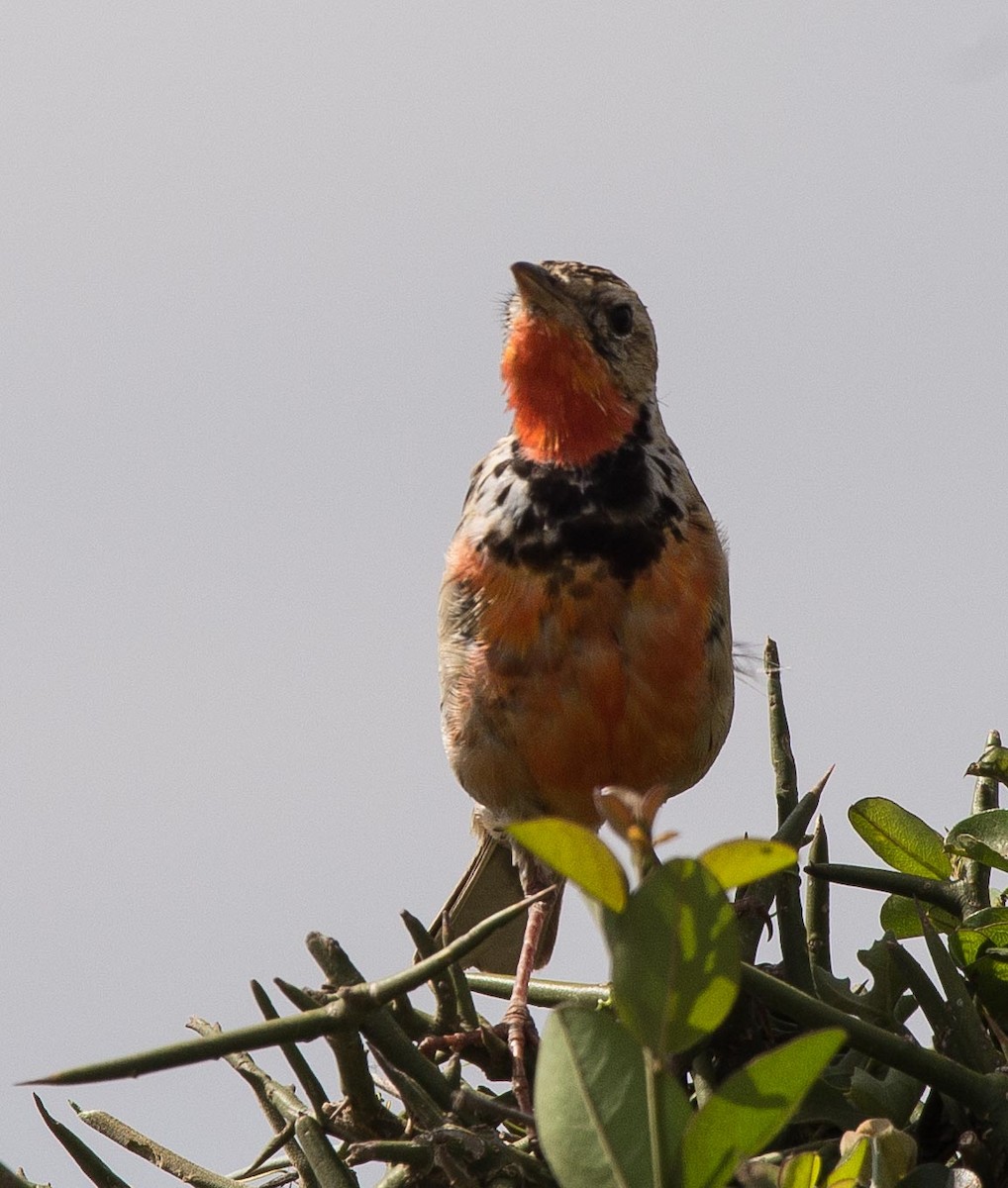 Rosy-throated Longclaw - ML109540721