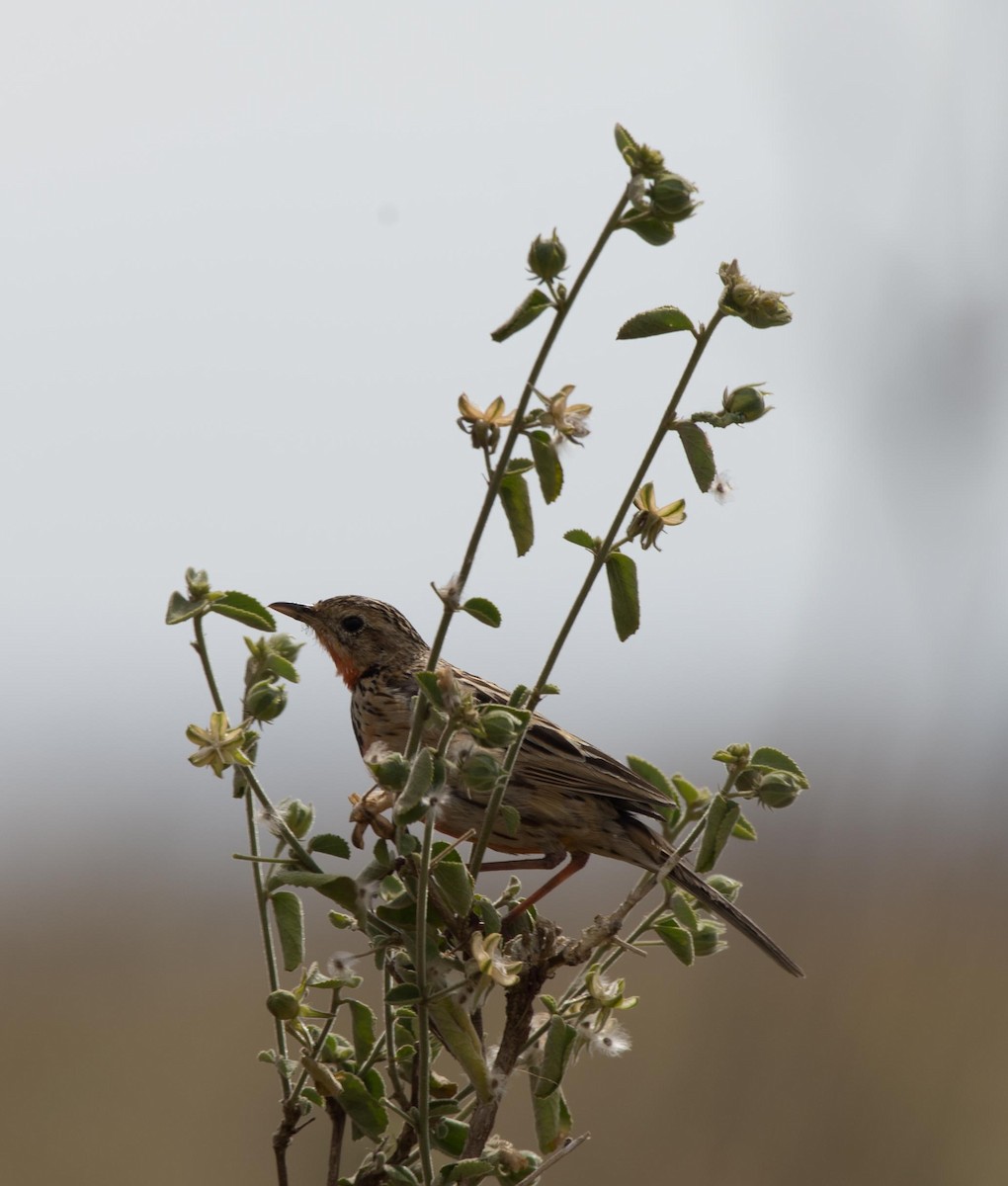 Rosy-throated Longclaw - ML109540771