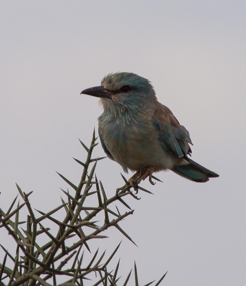 European Roller - ML109540871