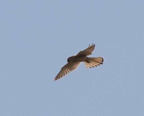 Lesser Kestrel - ML109540901