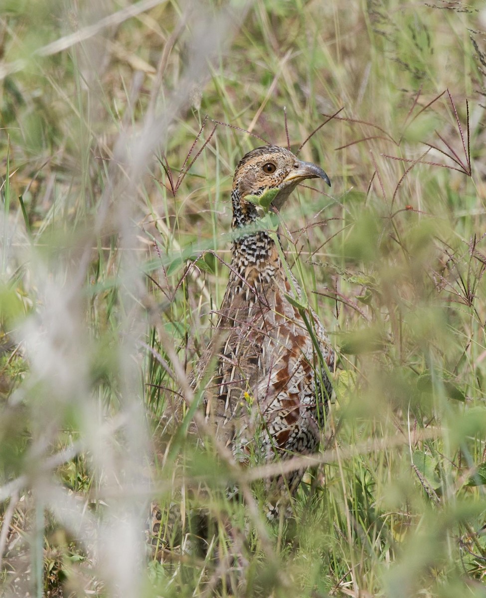 Shelley's Francolin - ML109540971