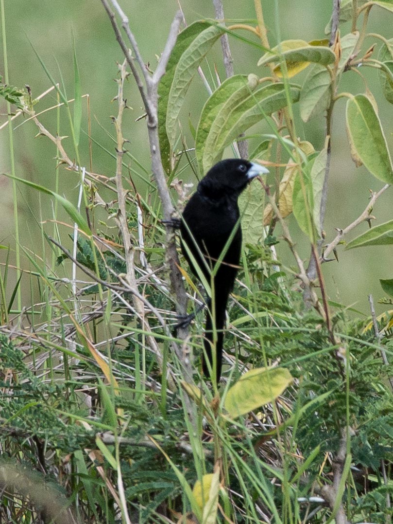 White-winged Widowbird - ML109541101