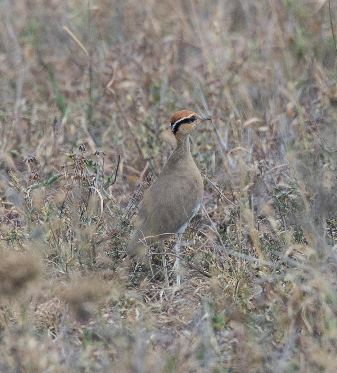 Temminck's Courser - ML109541221