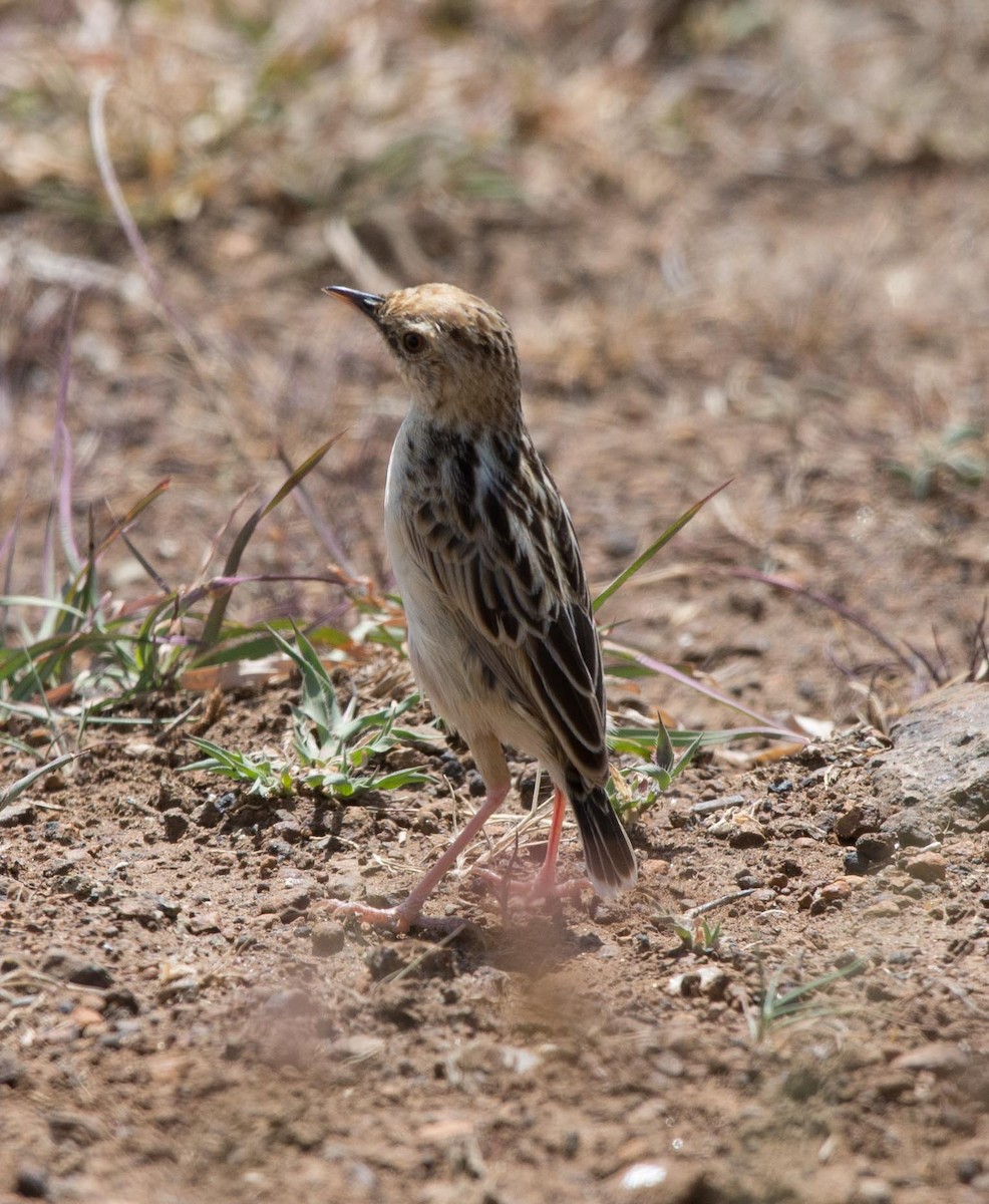 Pectoral-patch Cisticola - ML109541271