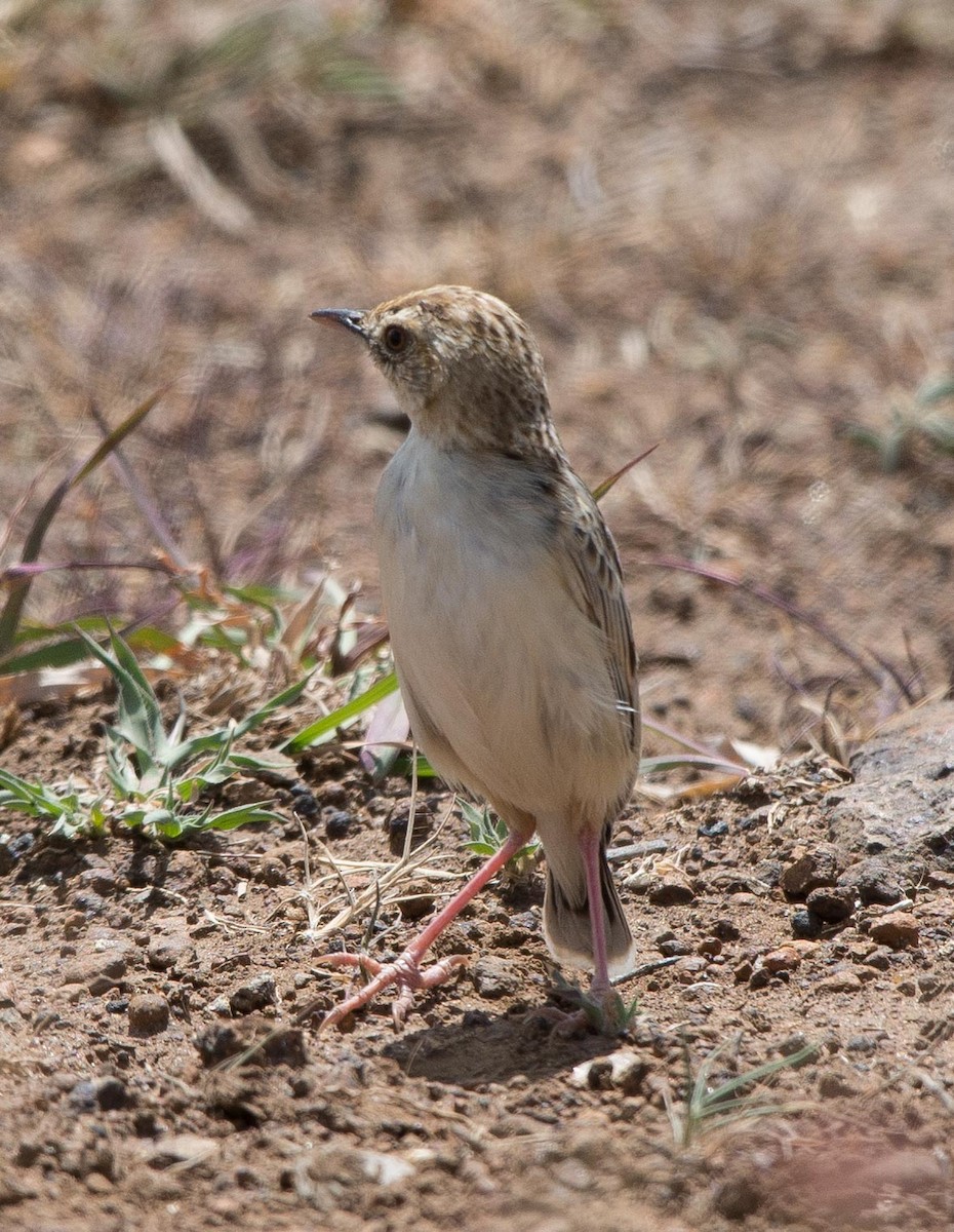 Pectoral-patch Cisticola - ML109541281