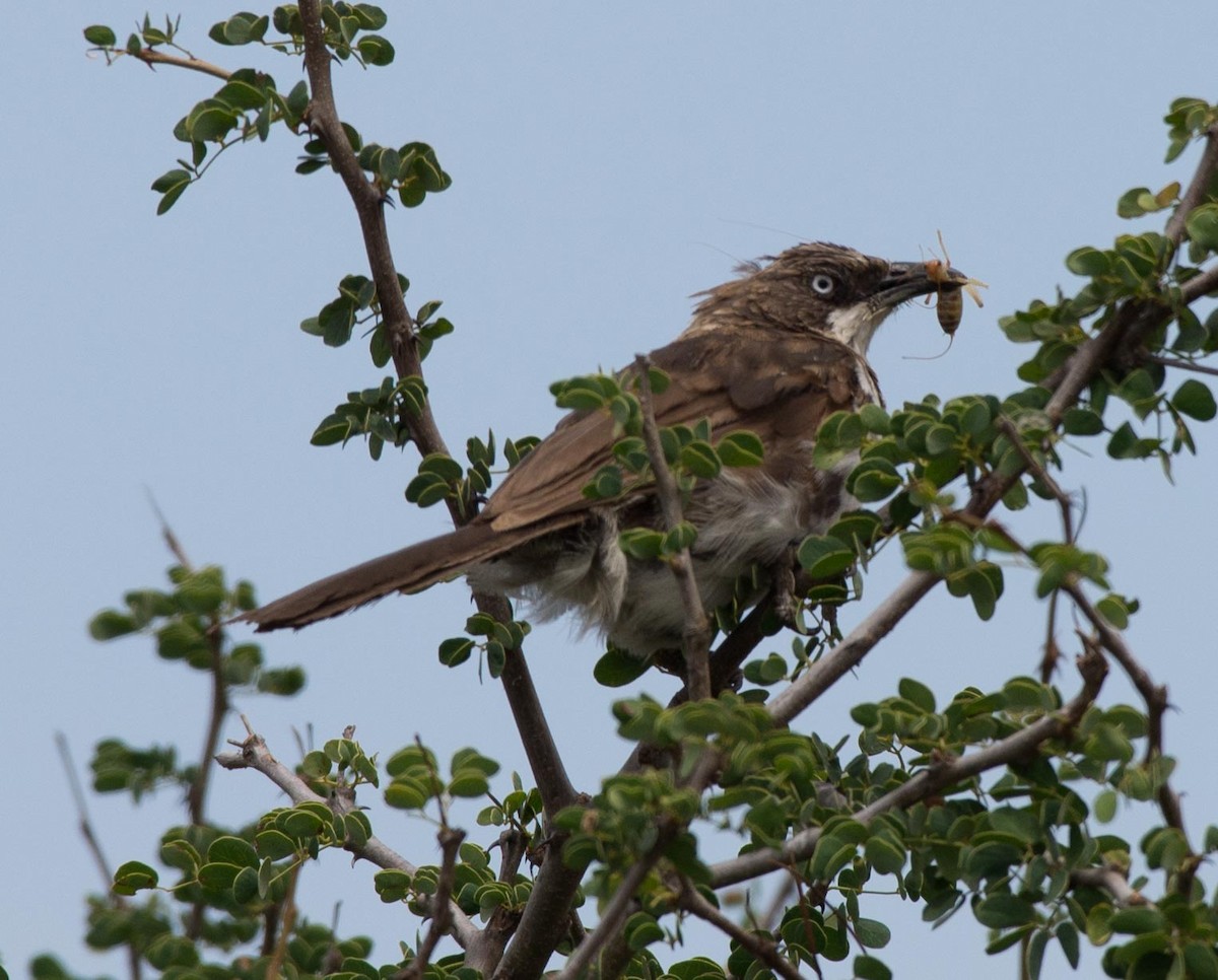 Northern Pied-Babbler - ML109541311