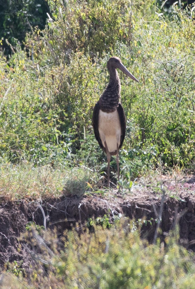 Black Stork - ML109541351