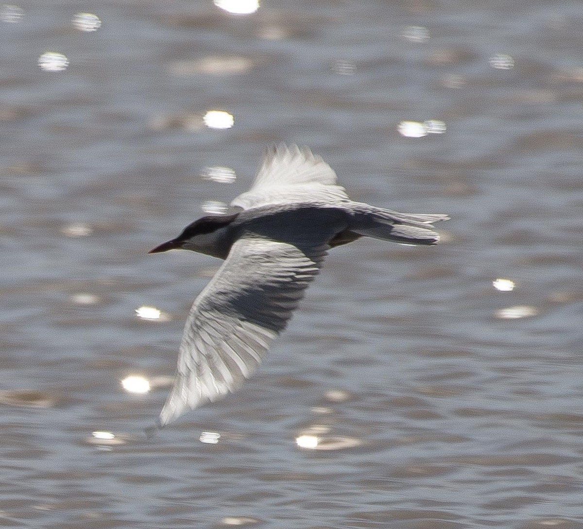 Whiskered Tern - ML109541421