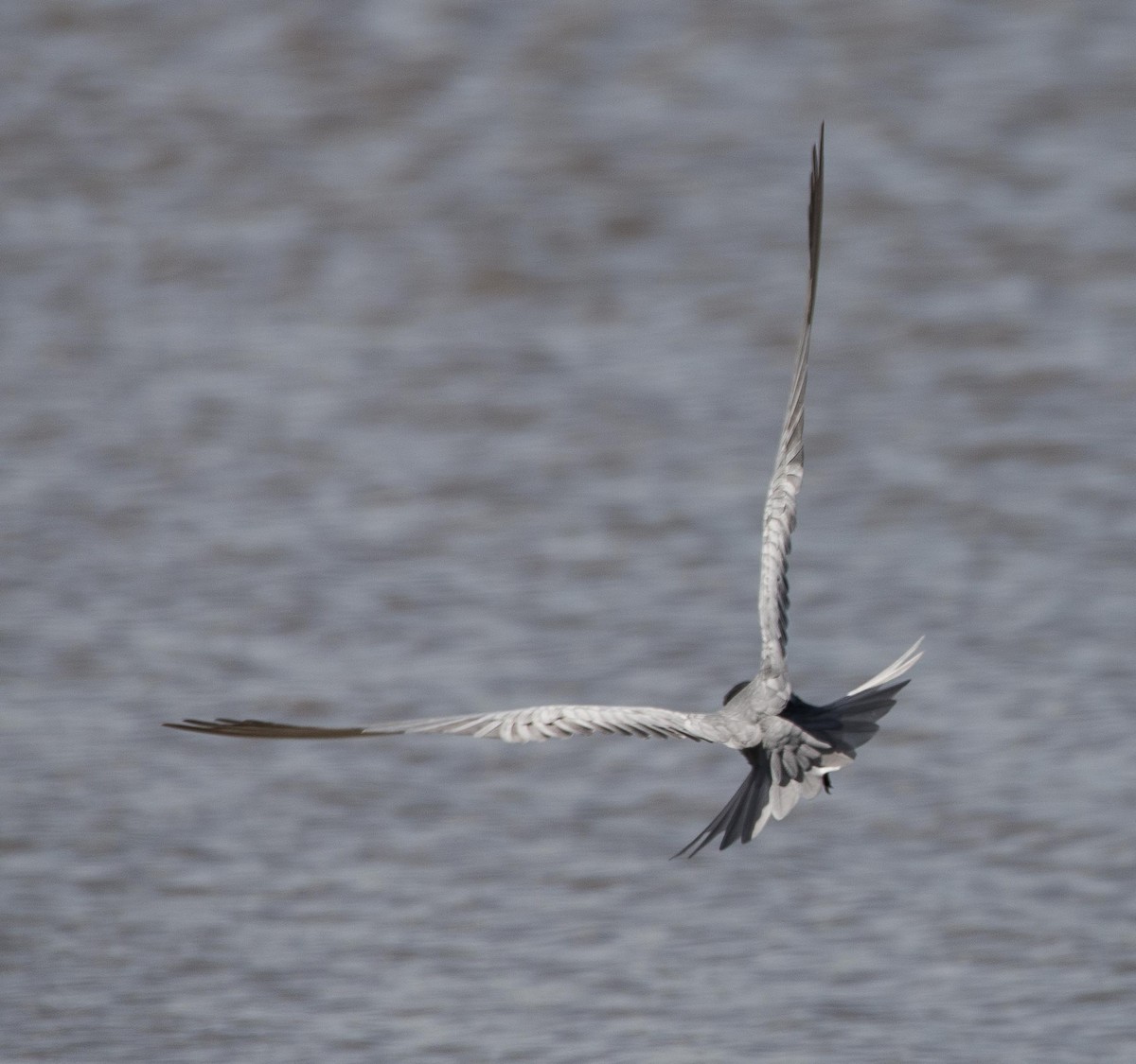 Whiskered Tern - ML109541431