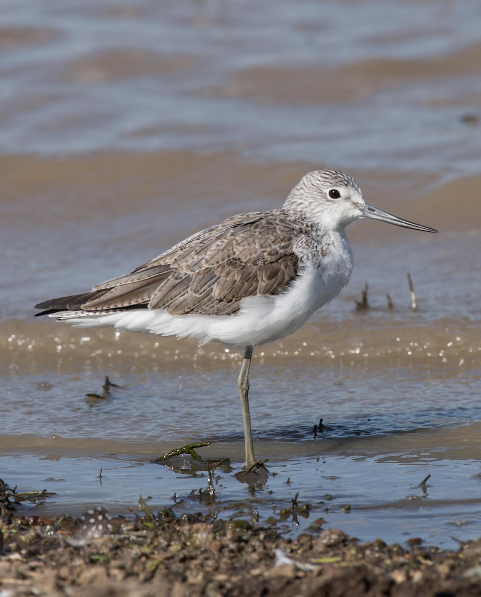 Common Greenshank - ML109541471