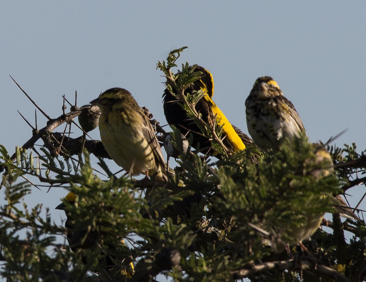 Yellow-crowned Bishop - Simon Carter