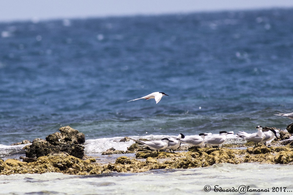 Roseate Tern - ML109542221