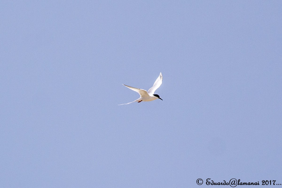 Roseate Tern - ML109542261