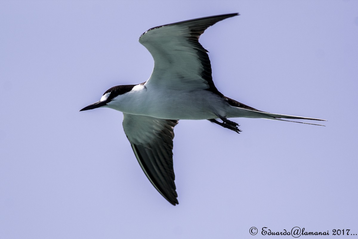 Sooty Tern - ML109542341