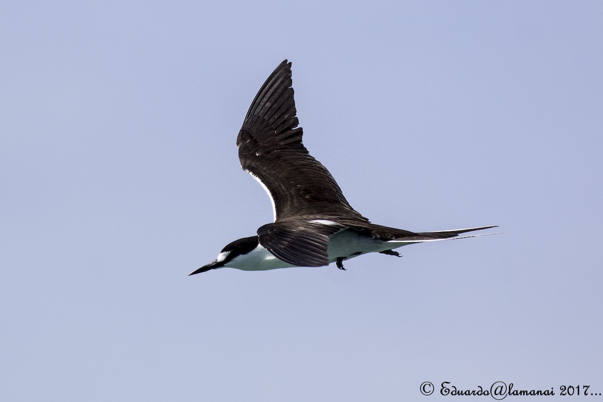 Sooty Tern - ML109542351