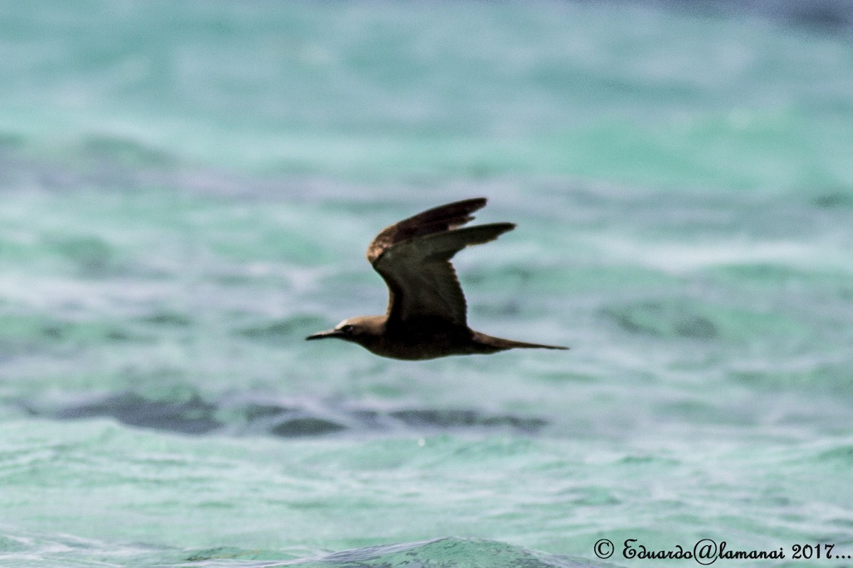 Brown Noddy - ML109542361