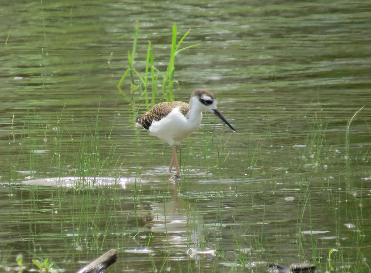 Black-necked Stilt - ML109542641