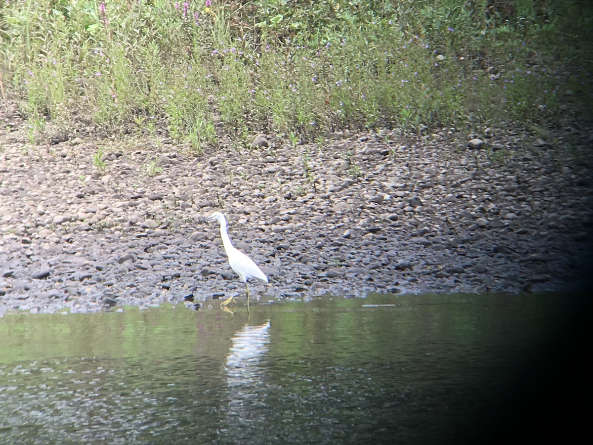 Snowy Egret - ML109548761