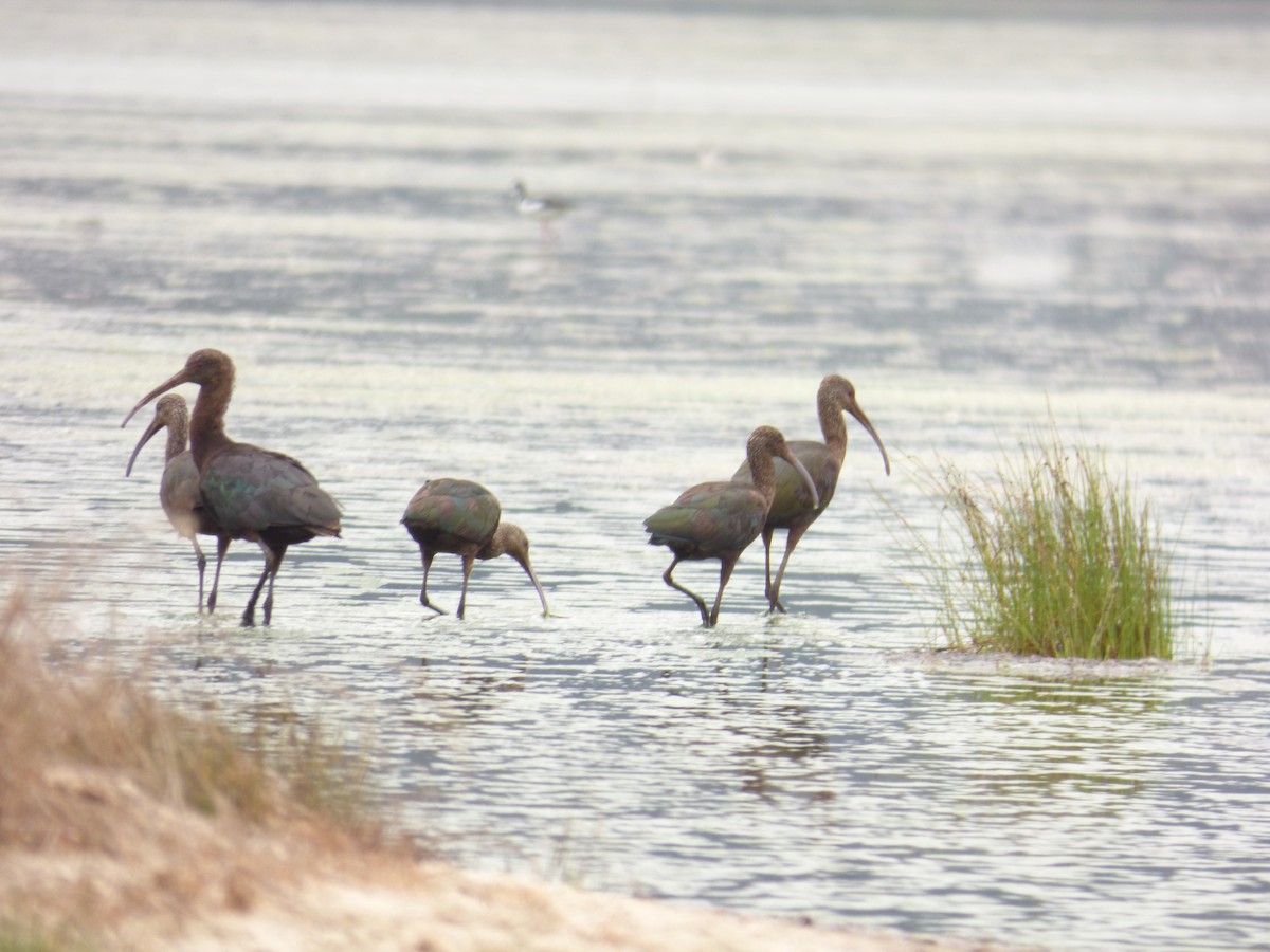 White-faced Ibis - Miguel Angel Montenegro Avila