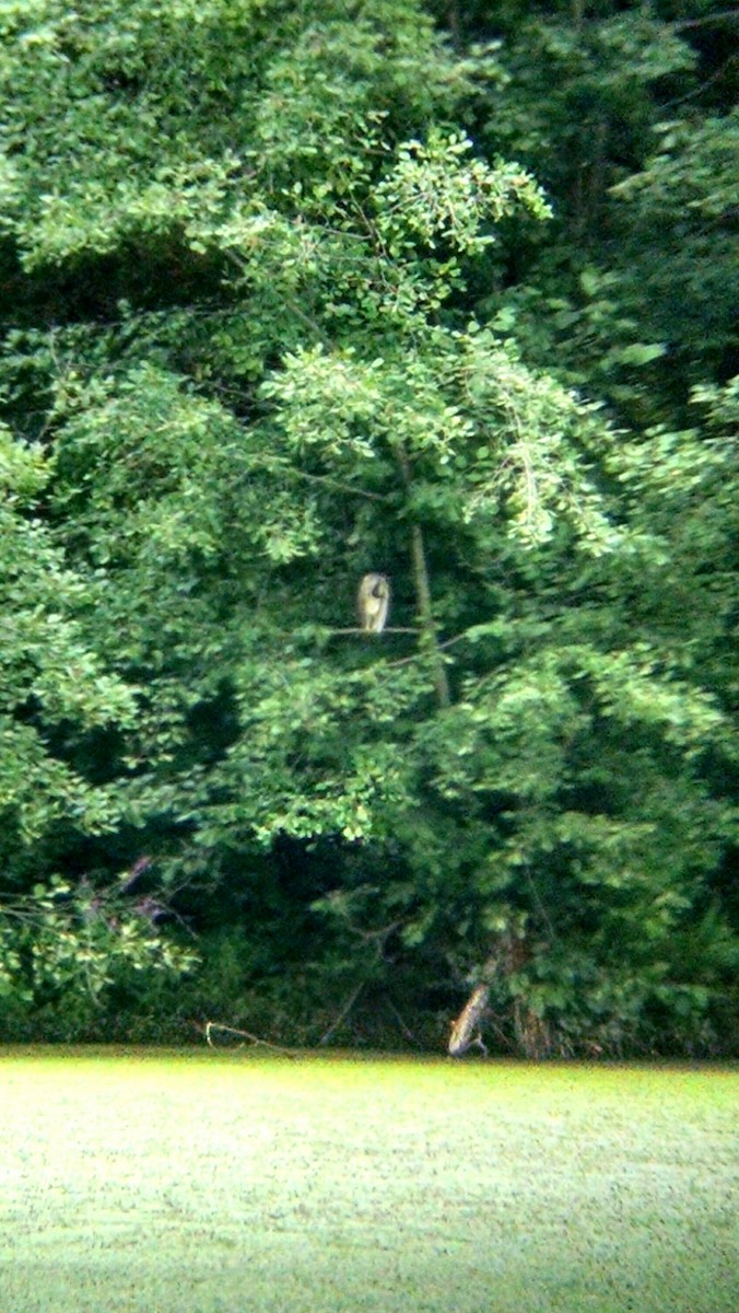 Black-crowned Night Heron - ML109552791