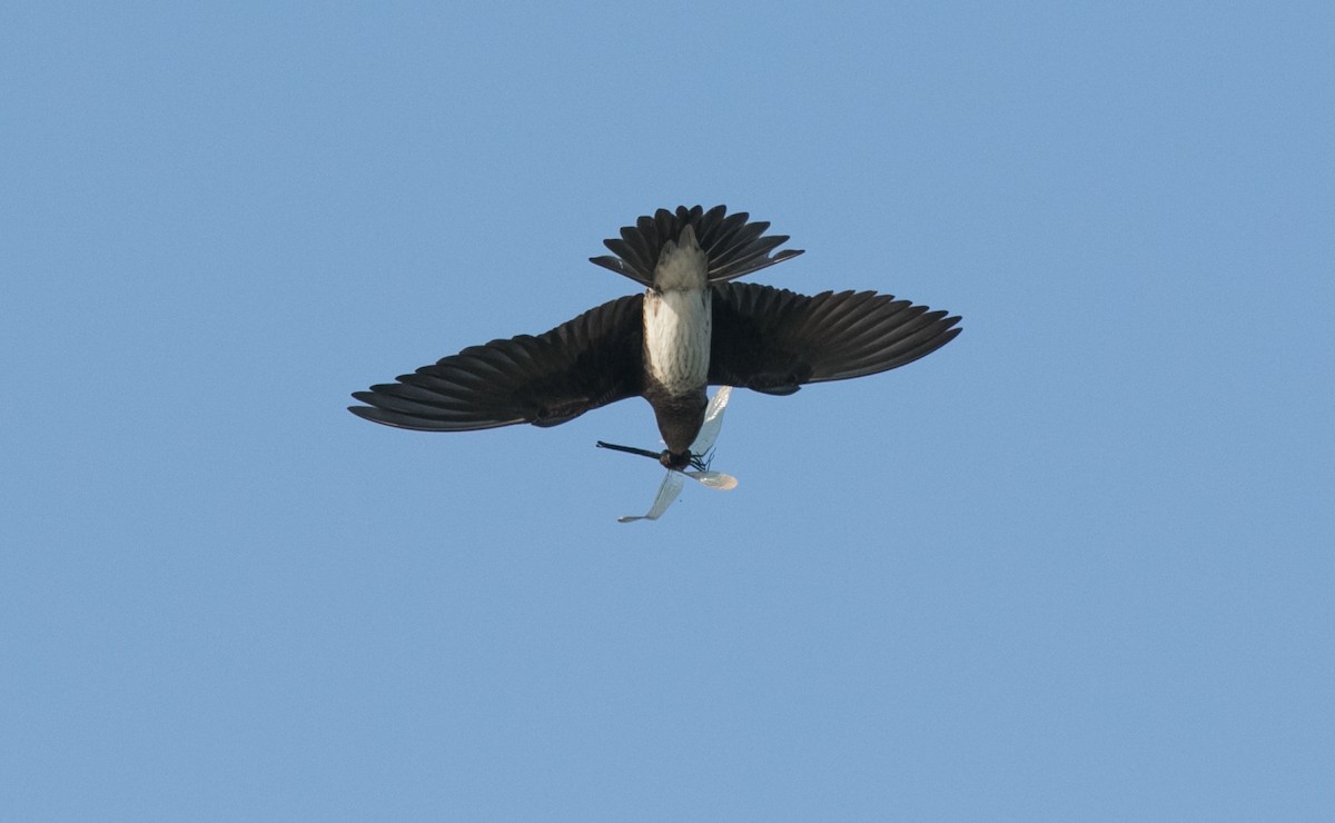 Golondrina Purpúrea - ML109553171