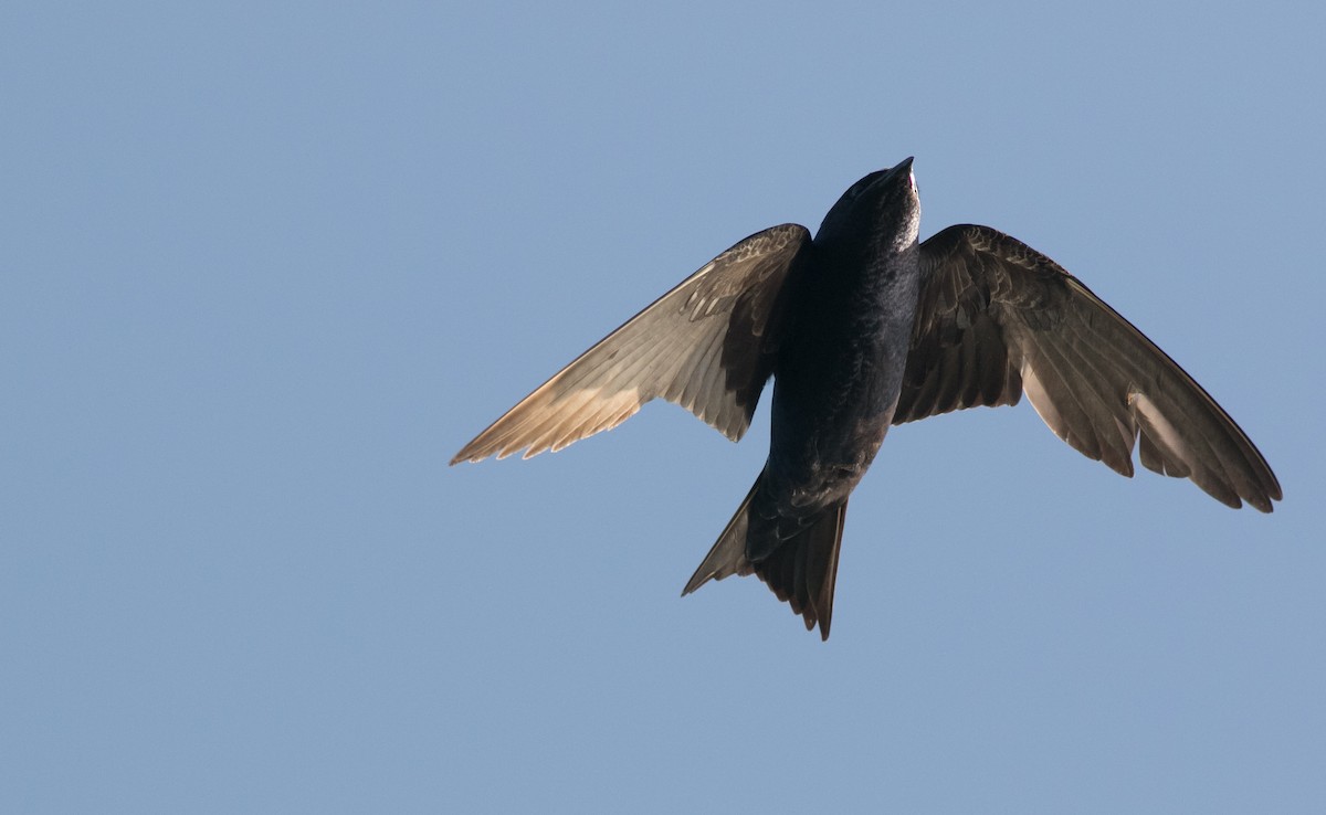 Purple Martin - ML109553181