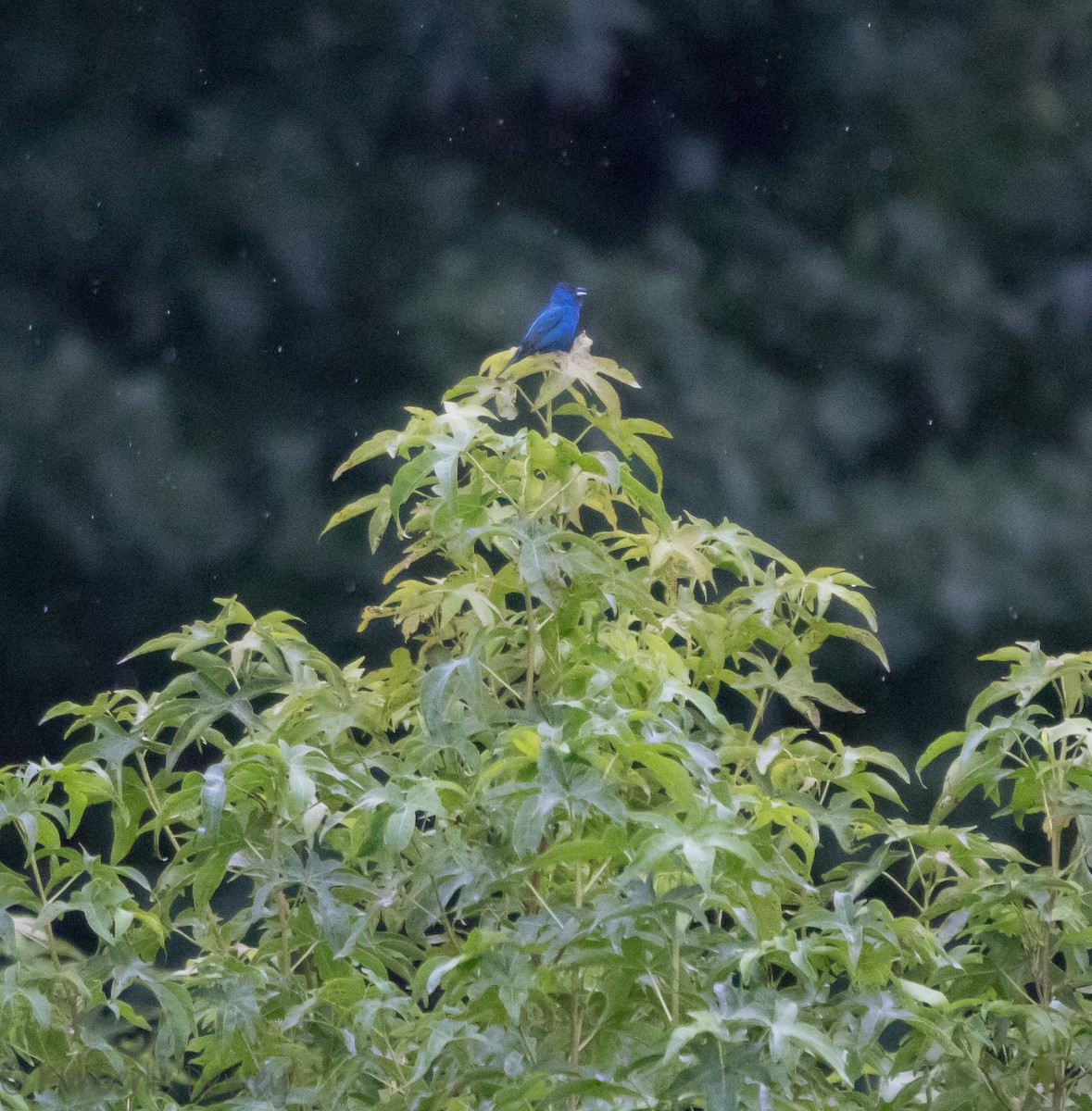 Indigo Bunting - ML109553411
