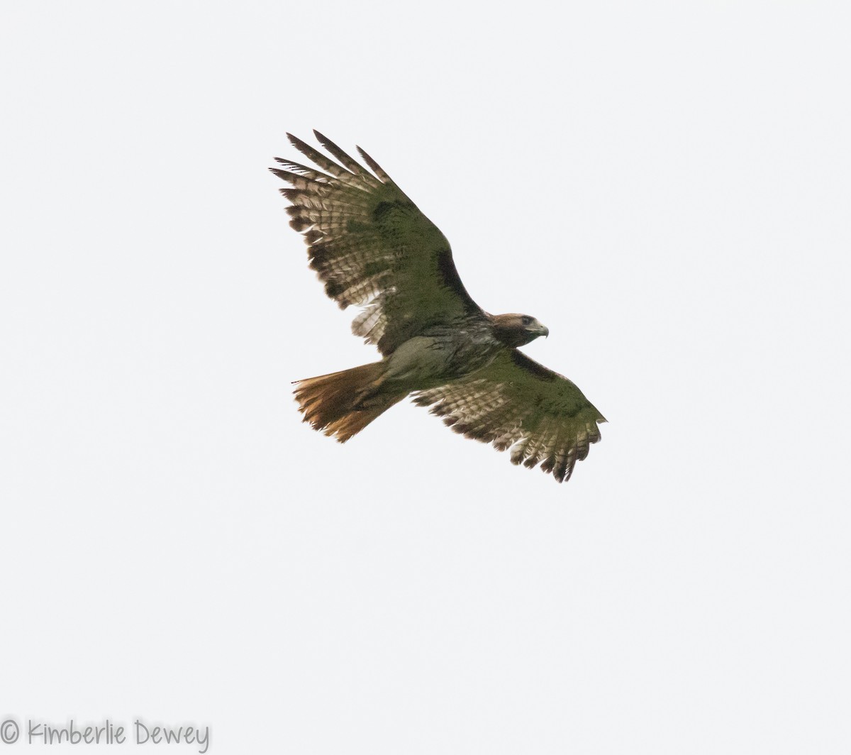 Red-tailed Hawk - ML109555461