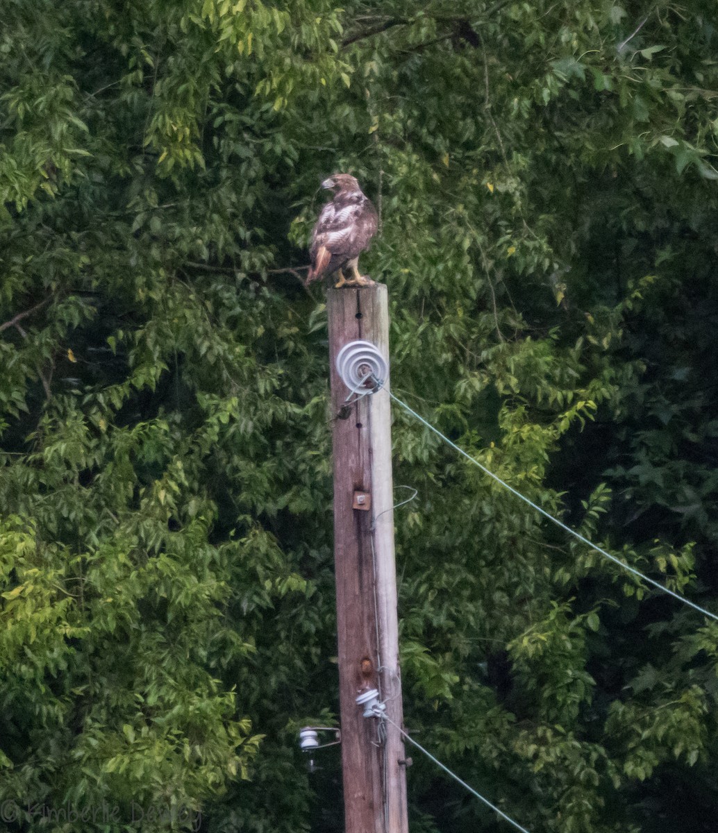 Red-tailed Hawk - ML109555481
