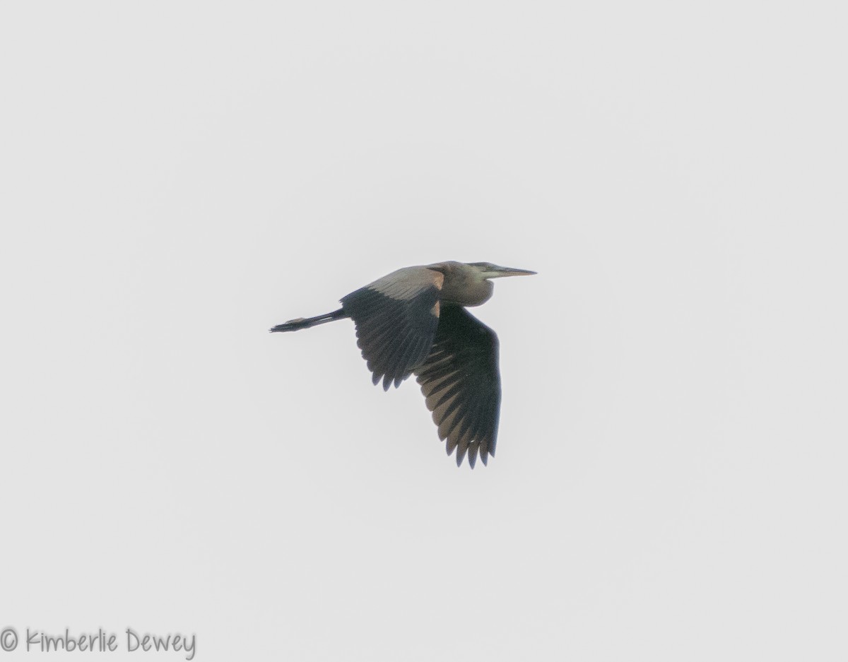 Great Blue Heron - ML109555491