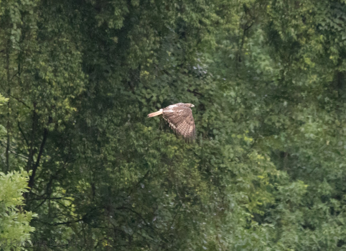 Red-tailed Hawk - ML109555511