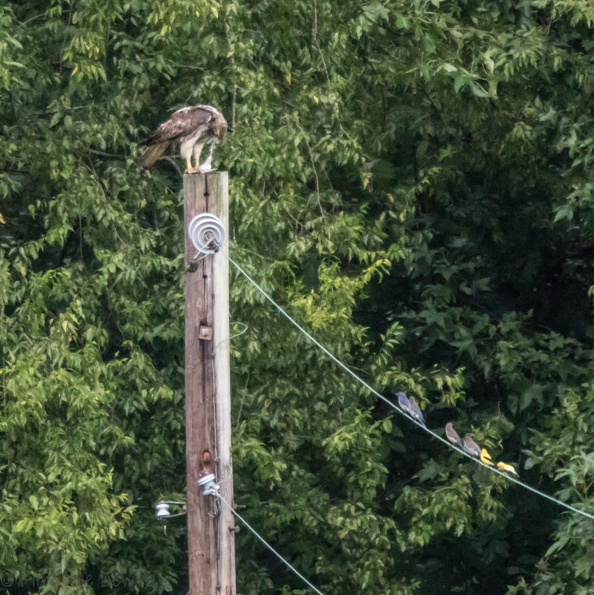 Red-tailed Hawk - ML109555521
