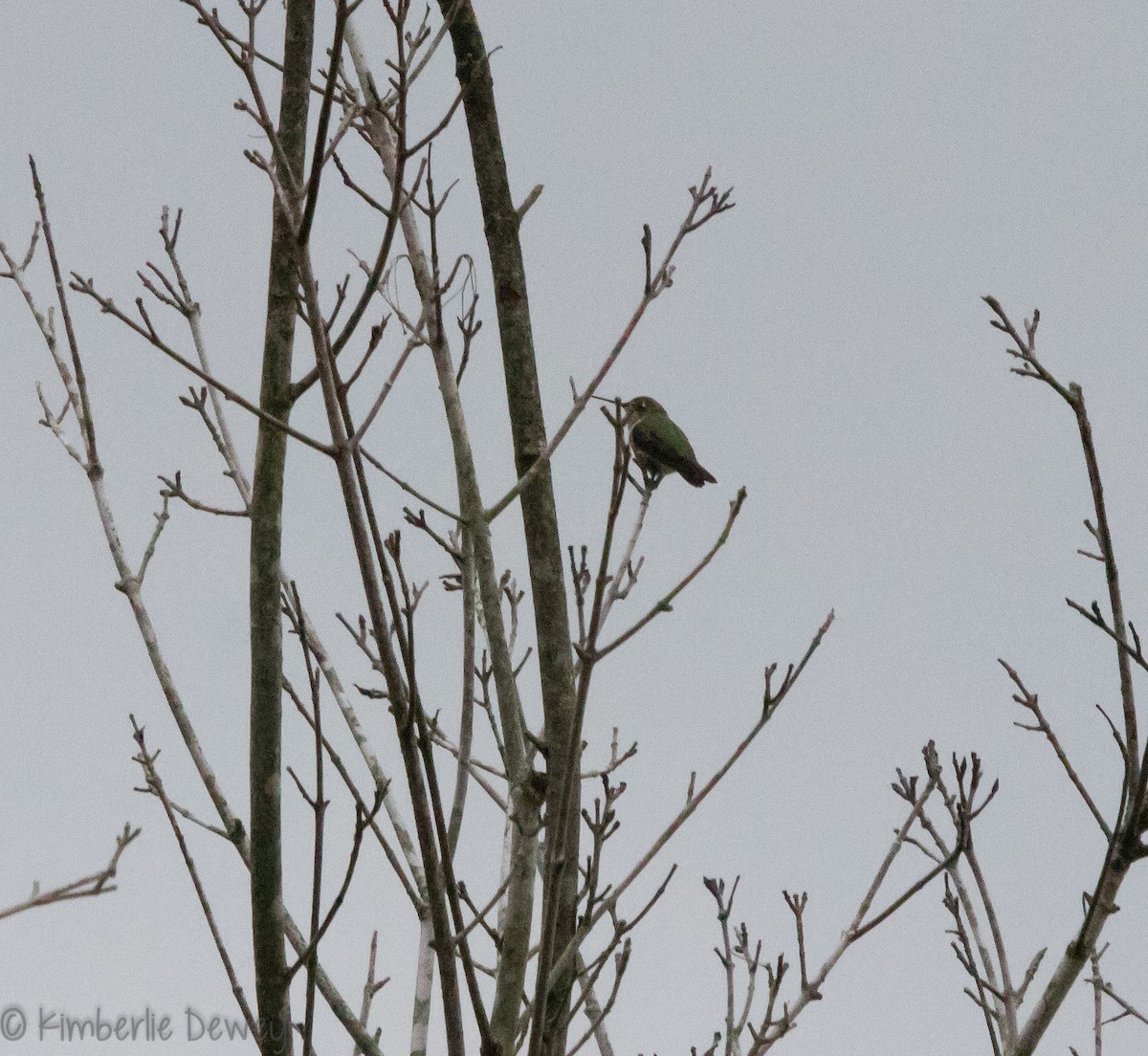 Ruby-throated Hummingbird - ML109555531