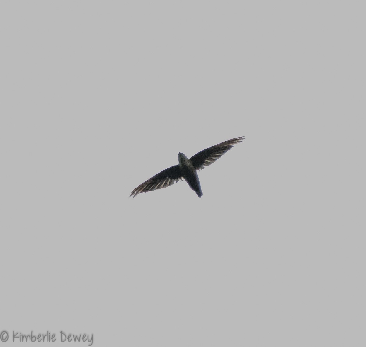 Chimney Swift - ML109555581