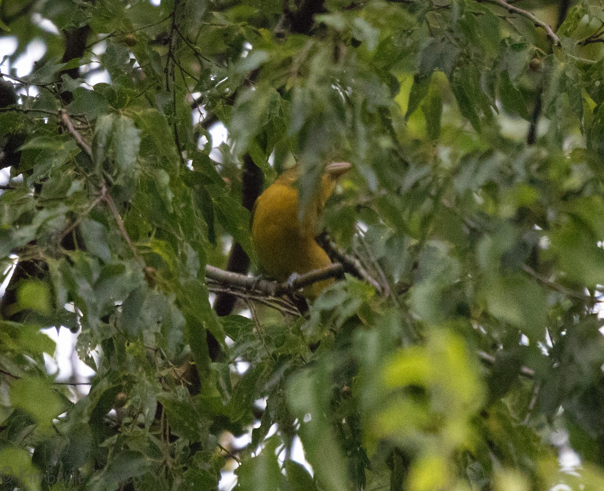 Summer Tanager - ML109555641