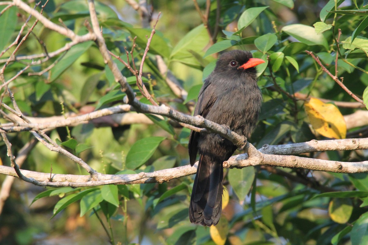 Black-fronted Nunbird - Richard Gibbons