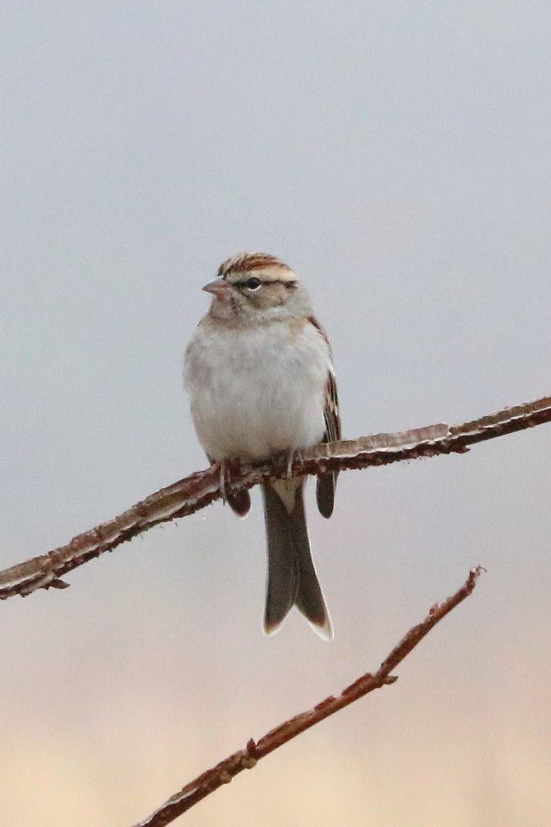 Chipping Sparrow - ML109556411