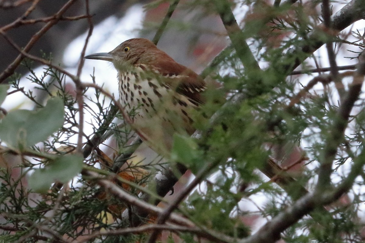 Brown Thrasher - ML109556461