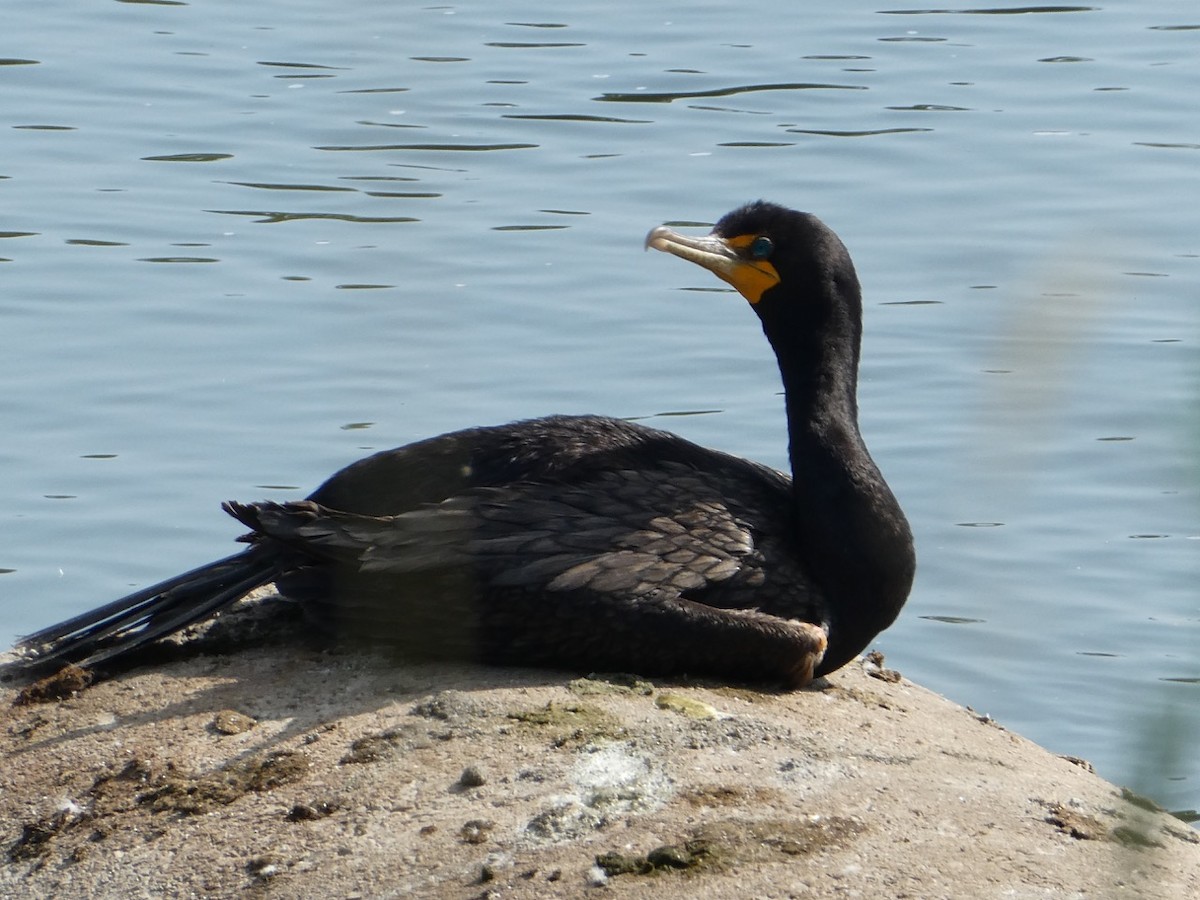 Double-crested Cormorant - ML109556511