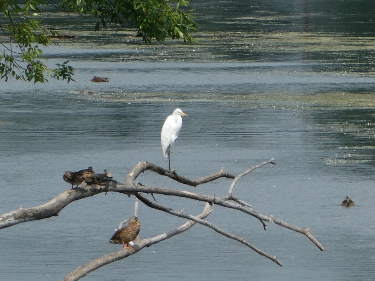 Great Egret - Jeanna Owens