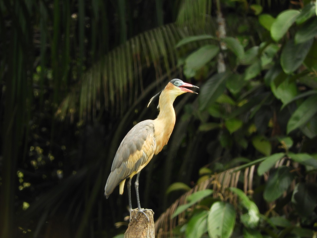 Whistling Heron - ML109557401